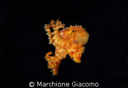 Blu ring new species
Nikon D200, 60 micro,twin strobo
M... by Marchione Giacomo 